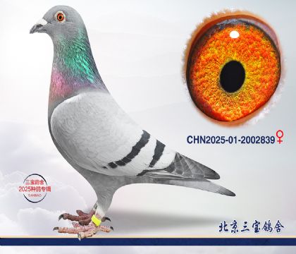 9.�ٰ�����Ѫ.2002839