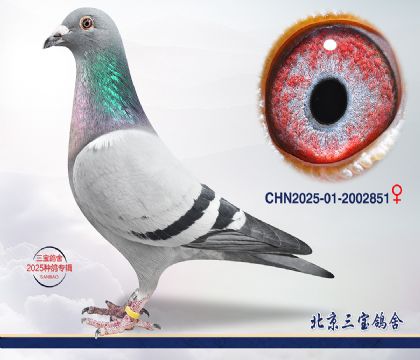 13.�W��ƥ��ƽ݅�O��.2002851