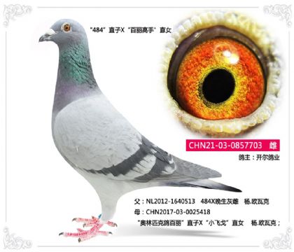 ������ҵ--��484��ֱ��X���������֡�ֱŮ  703