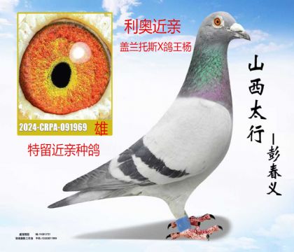 ���½��׸���˹��X������