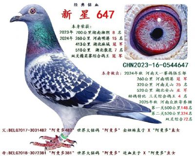 ȫ��  ˫���ۺϹھ�