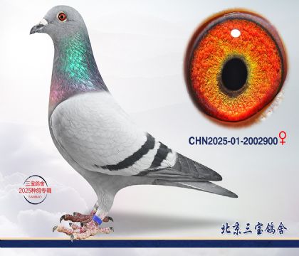 1.����С�ӽ�Ѫ.2002900c