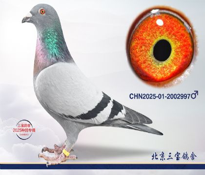 5.����С�ӽ�Ѫ.2002997