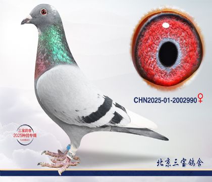 3.����С�ӽ�Ѫ.2002990