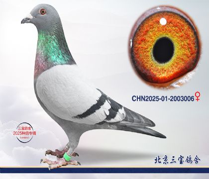 9.����x����Ѫϵ.2003006