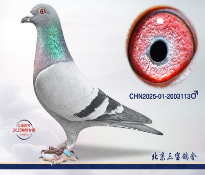 12.����С�ӽ�Ѫ.2003113