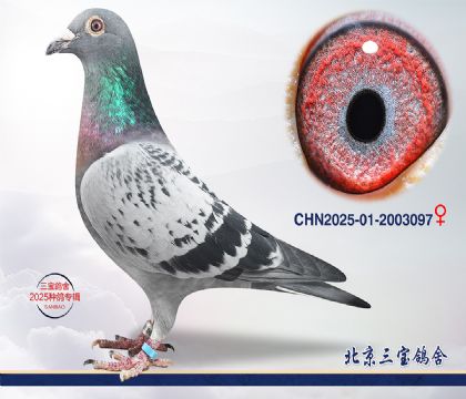 13.����x����Ѫϵ.2003097q