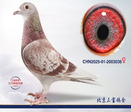 15.����396��Ѫ.2003036q