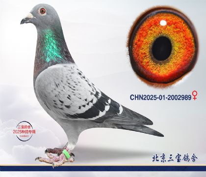 3.����С�ӽ�Ѫ.2002989