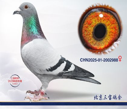 2.����С�ӽ�Ѫ.2002988