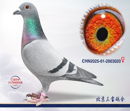 7.����С�ӽ�Ѫ.2003020