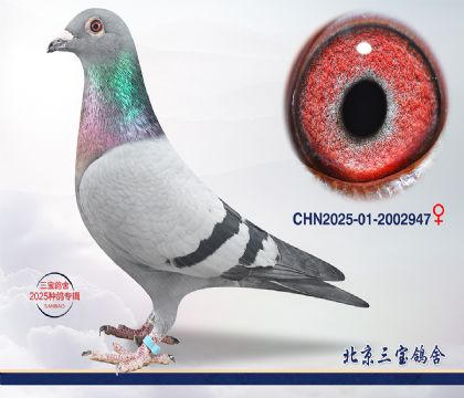 12.����xӢ��˹Ѫϵ.2002947