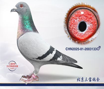 13.����С�ӽ�Ѫ.2003133