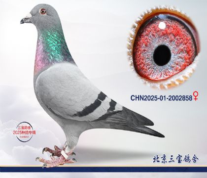 11.����С�ӽ�Ѫ.2002858