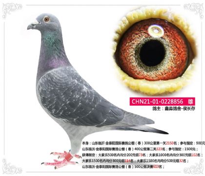 ɽ�����ʡ���̩���������빫�����500�������613��