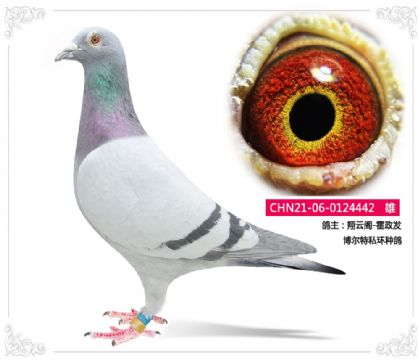 ���Ƹ�-������   ������˽���ָ�442   ��	