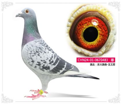 �������-���ľ�483   ��	