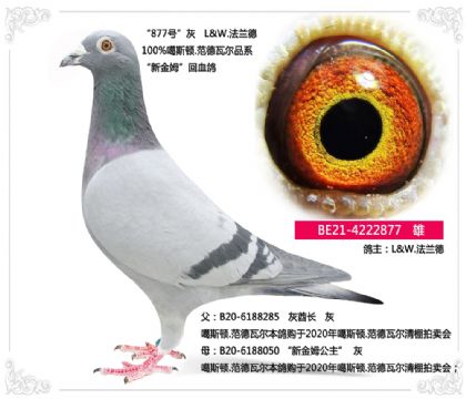 ������----�½�ķ��Ѫ�� 877   ��	