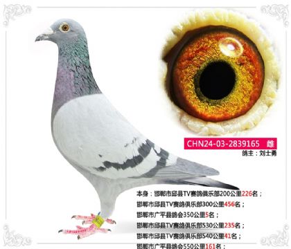 ����������TV������ֲ�540����41��   ��