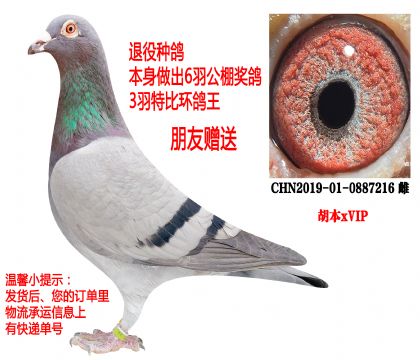 ����xVIP�����������ָ�