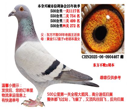 ��������x������2025���Ĵ�500����ɼ���