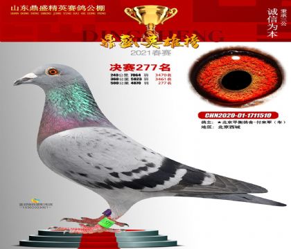 ɽ����ʢ��Ӣ���빫����500�������277��   ��