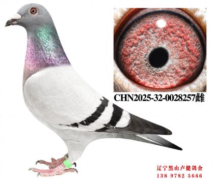 91.�ܽ�ͷʮ�����ֱ��X�ܽ�ͷ����С��ֱŮ