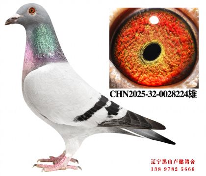 94.�ܽ�ͷ��˳��46��X�ܽ�ͷֱ��Ů