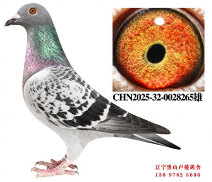 97.����698�ھ�����