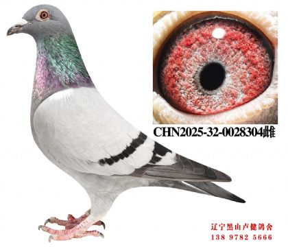 104.总教头奔驰小姐直子X天野41名