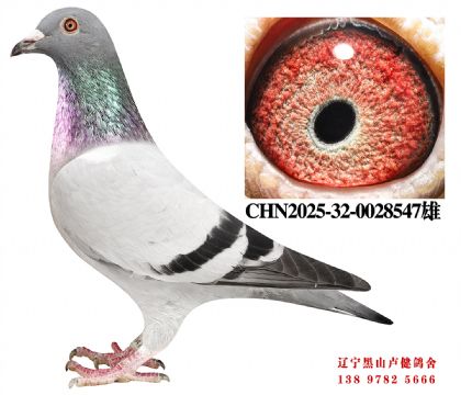 106.总教头1111X总教头兴顺达冠军直女