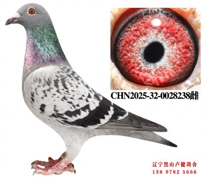 108.鸽王十奶酪直子X总教头四关冠军直女