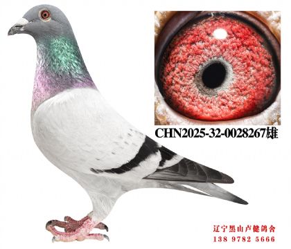 110.总教头奔驰小姐直子X麗枫10名