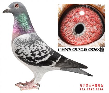 112.总教头奔驰小姐直子X麗枫10名