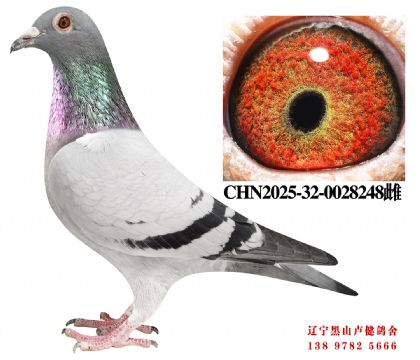 114.总教头冠军直子X建业45名总教头金母618直女