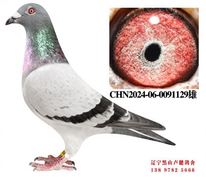 115.总教头奔驰小姐直子X冠军336号