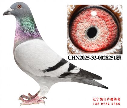 116.津福鸽王小十二万X总教头名轩87名