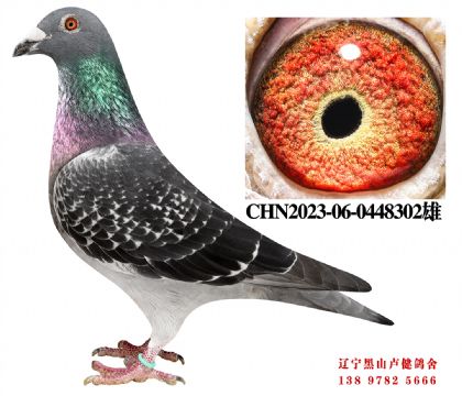 117.奶酪红亚军直子X奶酪698冠军直女