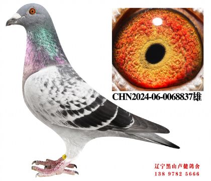 118.总教头直孙X总教头津福季军直女