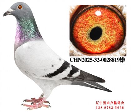 121.总教头金福86名X总教头直孙女