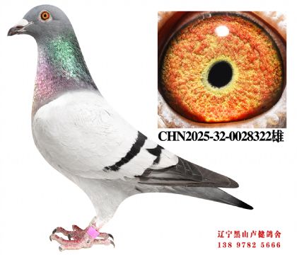 125.总教头天野加站季军平辈