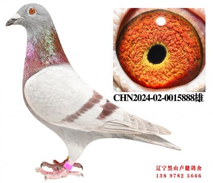 126.总教头金母618直子X总教头58名孙女