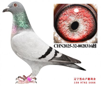 129.总教头四关鸽王冠军父X总教头天骄鸽王