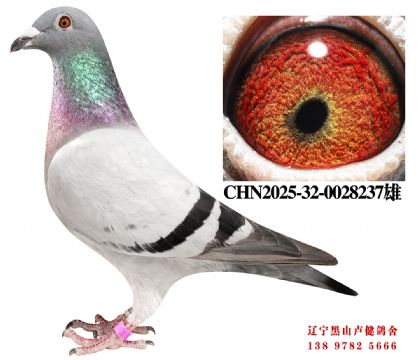 131.名轩鸽王十直子 X总教头四关冠军直女