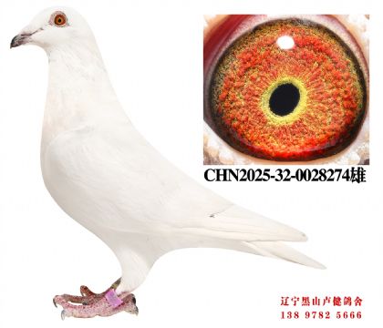 132.津福15名X彪行35名