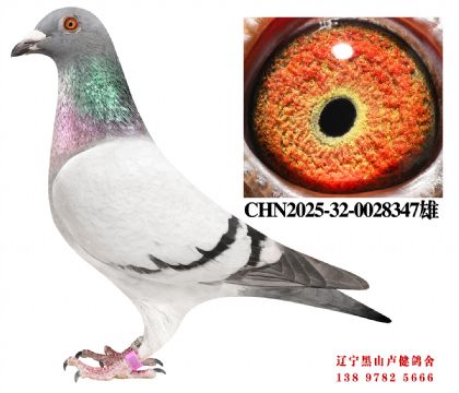 137.总教头奔驰小姐直子X奔驰小姐孙女