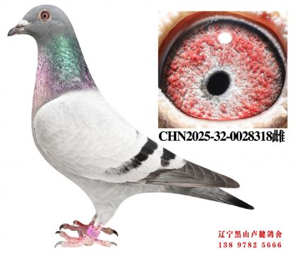 141.总教头四关冠军X奶酪698冠军直女