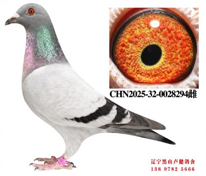 142.总教头丰羽118名X总教头超速冠军