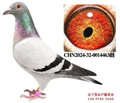 143.C奶酪黄金对近亲X总教头直孙女