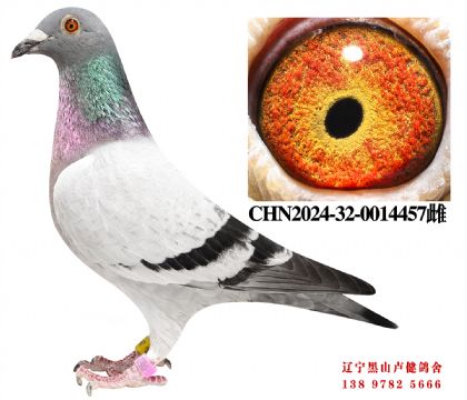 145.总教头奔驰小姐直子X总教头兴顺达冠军直女